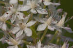 Osceola's plume <BR>Death camas <BR>Crow poison